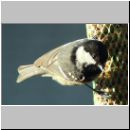 Parus ater - Tannenmeise 09.jpg